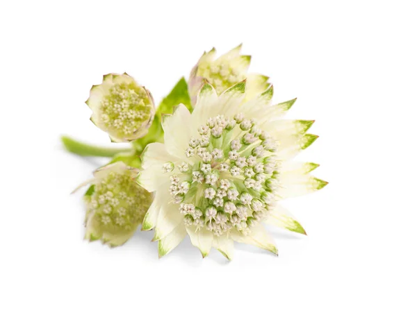 Mooie Verse Astrantia Bloemen Geïsoleerd Wit — Stockfoto