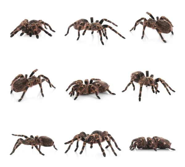 Koláž Pruhované Kolenní Tarantule Aphonopelma Seemanni Bílém Pozadí — Stock fotografie