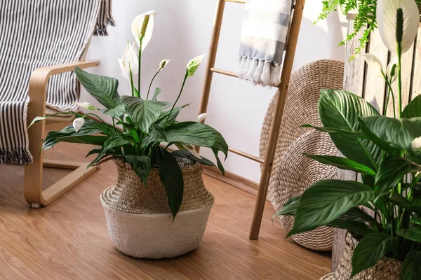 Beautiful potted plants in stylish room interior. Design elements — Stock Image Beautiful Potted Plants Stylish Room Interior Design Elements Royalty Free Stock Images