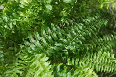 Beautiful fresh fern leaves, closeup. Floral background clipart