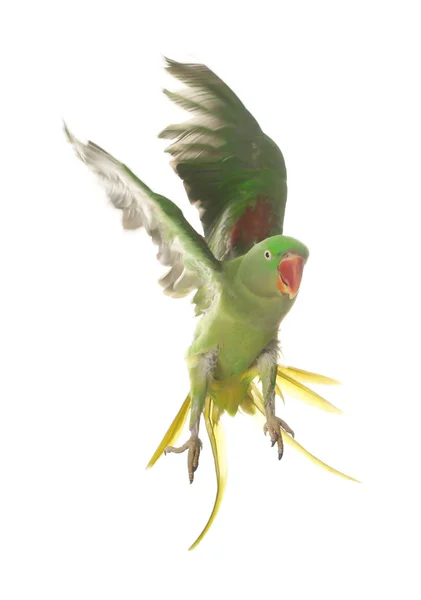 Beautiful Alexandrine Parakeet Flying Isolated White — 스톡 사진