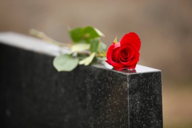 Açık havada siyah granit mezar taşına kırmızı gül. Cenaze töreni.