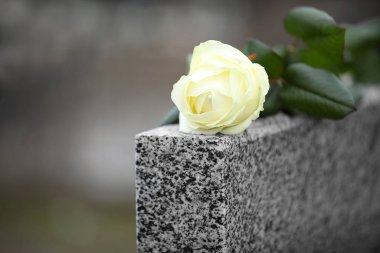 White rose on grey granite tombstone outdoors. Funeral ceremony clipart