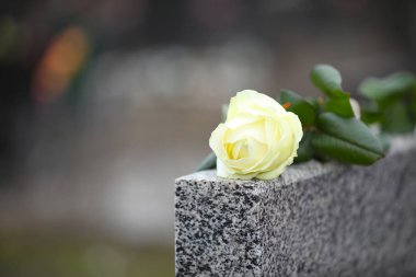 Açık havada gri granit mezar taşında beyaz gül, yazı için boşluk. F