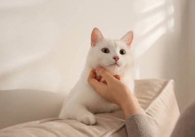 Genç bir kadın güzel beyaz kedisini evde okşuyor, yakından. Yumuşak bir hayvan.