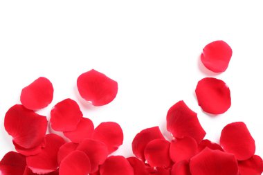 Beyaz zemin üzerinde taze kırmızı gül yaprakları, üst görünüm