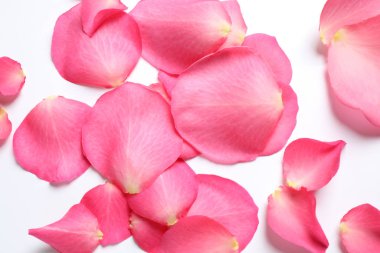 Beyaz arka planda taze pembe gül yaprakları, üst manzara