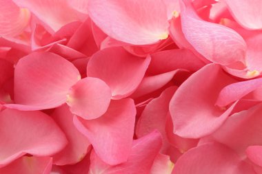 Arka plan olarak taze pembe gül yaprakları, yakın plan