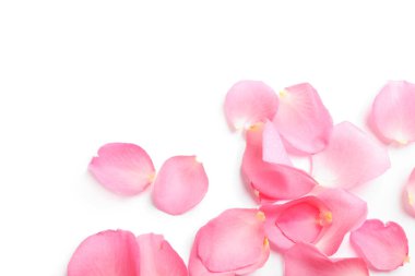 Beyaz arka planda taze pembe gül yaprakları, üst manzara