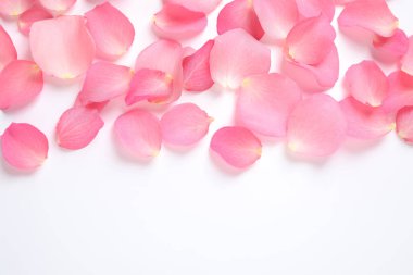 Beyaz arka planda taze pembe gül yaprakları, üst manzara