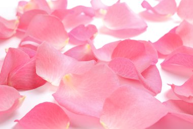 Beyaz arka planda taze pembe gül yaprakları