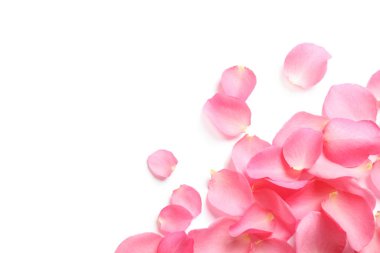 Beyaz arka planda taze pembe gül yaprakları, üst manzara