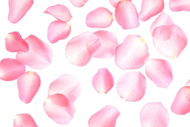 Beyaz arka planda taze pembe gül yaprakları, üst manzara