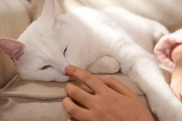 Jovem com seu belo gato branco em casa, close-up. Fluff... — Fotografia de Stock