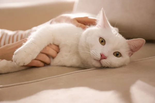 Jeune femme avec son beau chat blanc à la maison, gros plan. Moelleux — Photo