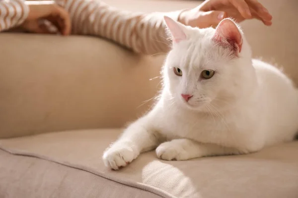 Jonge vrouw met haar mooie witte kat thuis, close-up. Poeder — Stockfoto