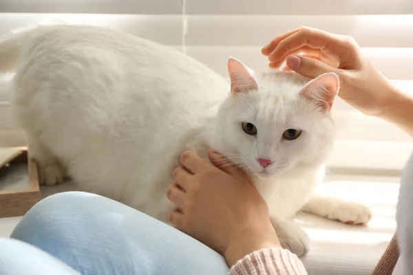 Young Woman Petting Her Beautiful White Cat Home Closeup Fluffy — 스톡 사진