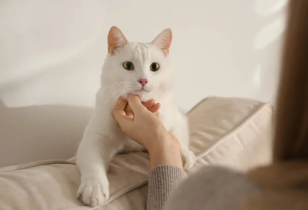 Jonge Vrouw Aaien Haar Mooie Witte Kat Thuis Close Pluizig — Stockfoto