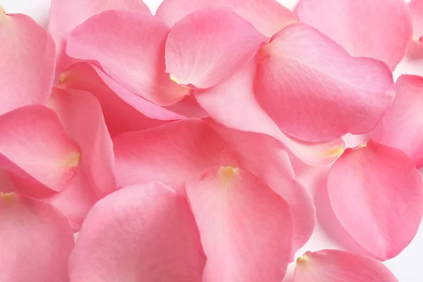 Fresh pink rose petals as background, closeup — 스톡 사진