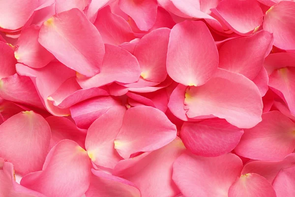 新鮮なピンクのバラの花びらを背景に、クローズアップ — ストック写真
