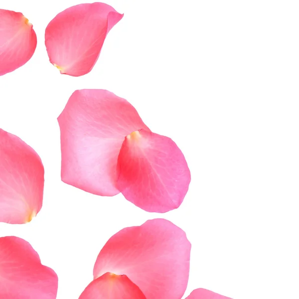 Fresh pink rose petals on white background, top view — 스톡 사진