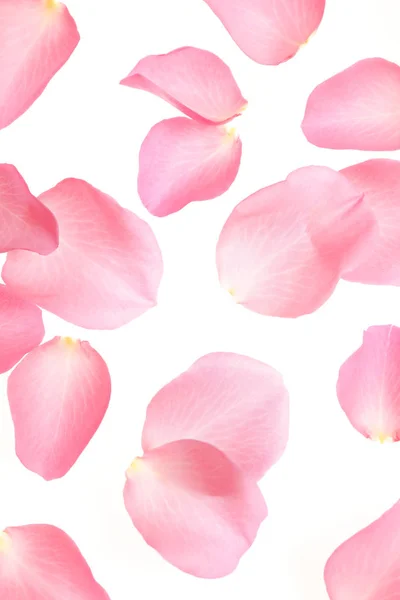 Свіжі рожеві пелюстки троянд на білому тлі, вид зверху — стокове фото