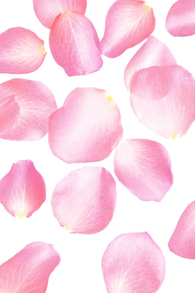 Pétalas de rosa frescas no fundo branco, vista superior — Fotografia de Stock