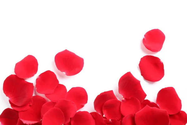 Fresh red rose petals on white background, top view — Stock Photo, Image