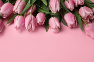Açık pembe arka planda güzel bahar laleleri, yakın plan. Boşluk
