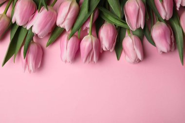 Açık pembe arka planda güzel bahar laleleri, düz yatış. Spac