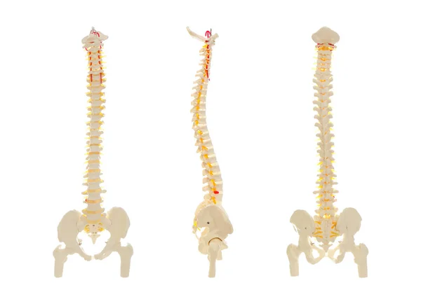 Collage Artificial Human Spine Model White Background — Stok fotoğraf