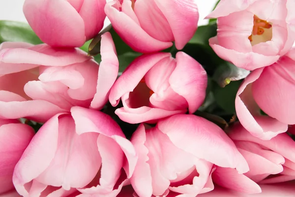 Closeup view of beautiful pink spring tulips — Stock Photo, Image