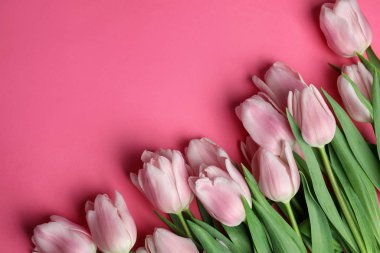 Pembe arka planda güzel bahar laleleri, düzlük. Bunun için boşluk 