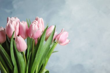 Açık mavi arkaplanda güzel pembe bahar laleleri, yakın plan.. 