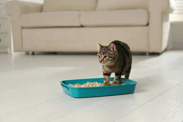 Табби-кот рядом с коробкой из-под литра дома — стоковое фото