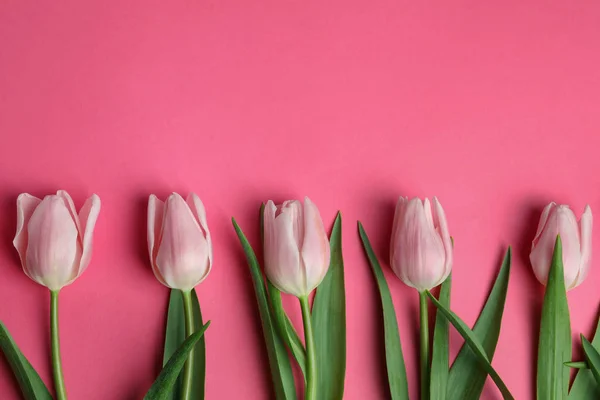 Prachtige lente tulpen op roze achtergrond, plat gelegd. Ruimte voor — Stockfoto