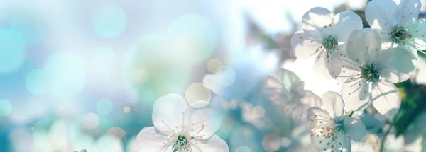 Margaridas brilhantes bonitas no campo verde. Flores de primavera — Fotografia de Stock