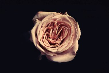 Siyah arka planda güzel bir gül. Çiçek kart tasarımı koyu renkli efekt