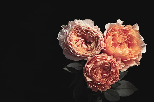 Όμορφα Τριαντάφυλλα Μαύρο Φόντο Floral Κάρτα Σχεδιασμού Σκούρο Vintage Αποτέλεσμα — Φωτογραφία Αρχείου
