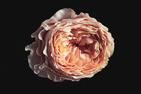 Schöne Rose Auf Schwarzem Hintergrund Florales Kartendesign Mit Dunklem Vintage — Stockfoto