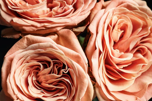Beautiful Fresh Roses Dark Background Closeup Floral Decor — Stock Photo, Image
