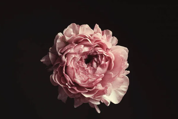 Όμορφη Φρέσκα Ranunculus Μαύρο Φόντο Floral Κάρτα Σχεδιασμού Σκούρο Vintage — Φωτογραφία Αρχείου