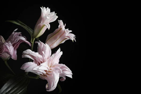 Schöne Frische Lilienblüten Auf Schwarzem Hintergrund Platz Für Text Florales — Stockfoto