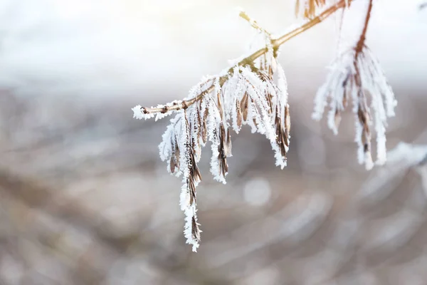 Ramo coberto com geada ao ar livre no início da manhã de inverno — Fotografia de Stock