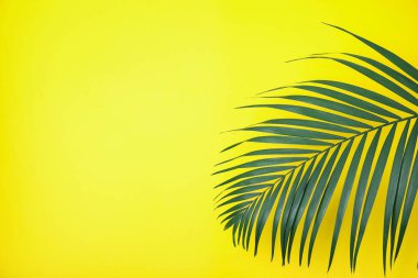 Sarı arka planda güzel, yemyeşil bir tropik yaprak. Metin için boşluk