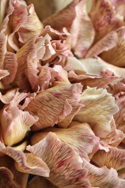 Beautiful carnation flower as background, closeup. Floral decor