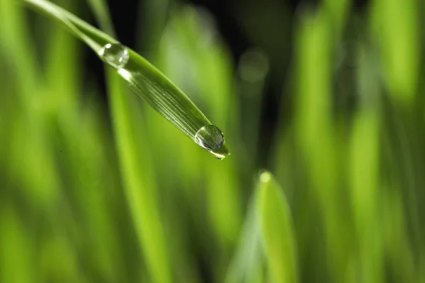 Wassertropfen Auf Grashalm Vor Verschwommenem Hintergrund Nahaufnahme — Stockfoto