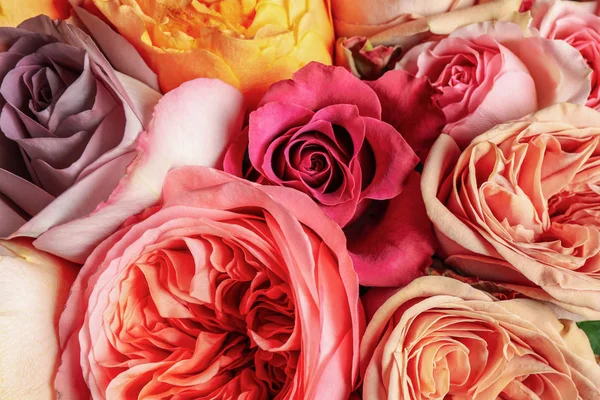 Beautiful Fresh Roses Background Closeup View Floral Decor — 스톡 사진