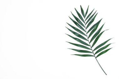 Beautiful lush tropical leaf on white background, top view