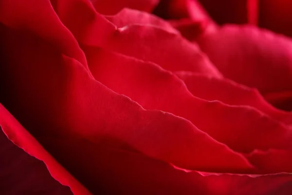Nahaufnahme Ansicht Der Schönen Blühenden Rose Als Hintergrund Blumenschmuck — Stockfoto